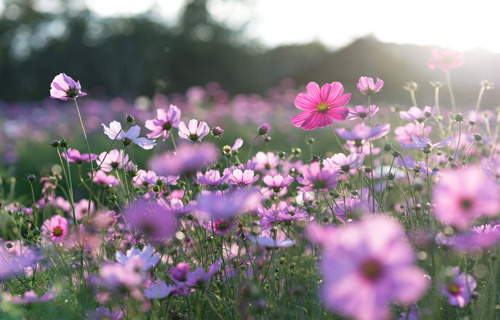 Flower meadow