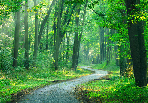 Forest scene